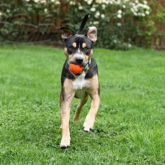Willow is Wiggles and Wonderful media 4