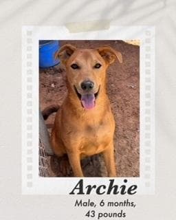 Archie media 2