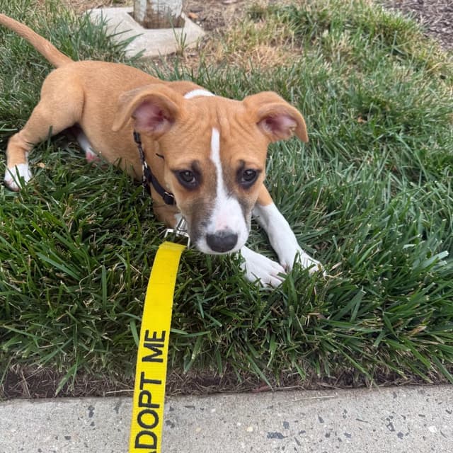 Mama's Pups: Meg media 2