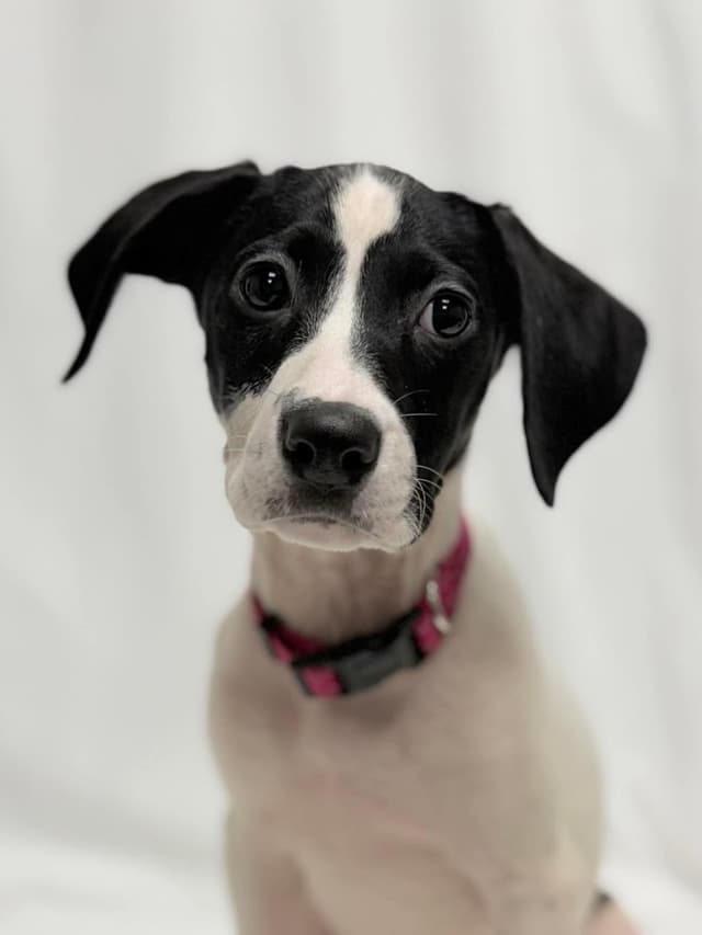 Platinum the Mixed Breed Puppy media 6