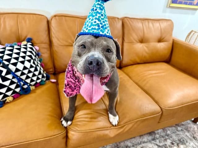 Thea Pretty Baby Loves Her Humans media 4