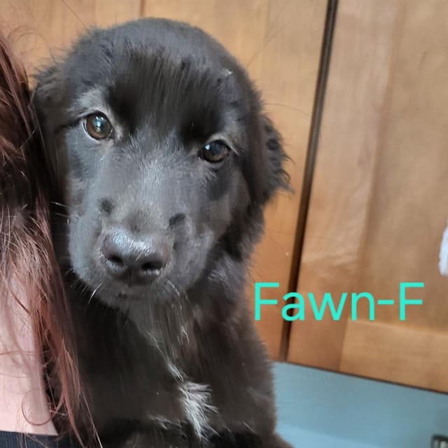Fawn media 2