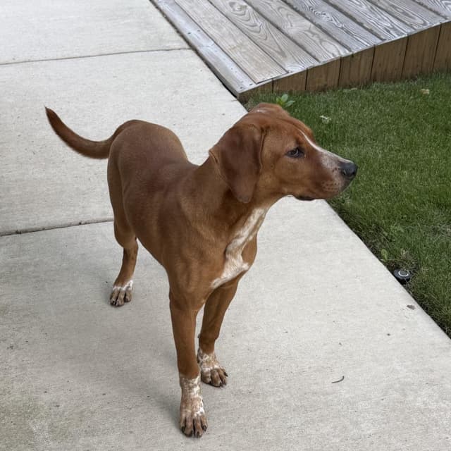 Red Panda media 2