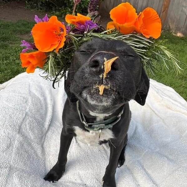 Poppy Flower the MINI LAB media 4