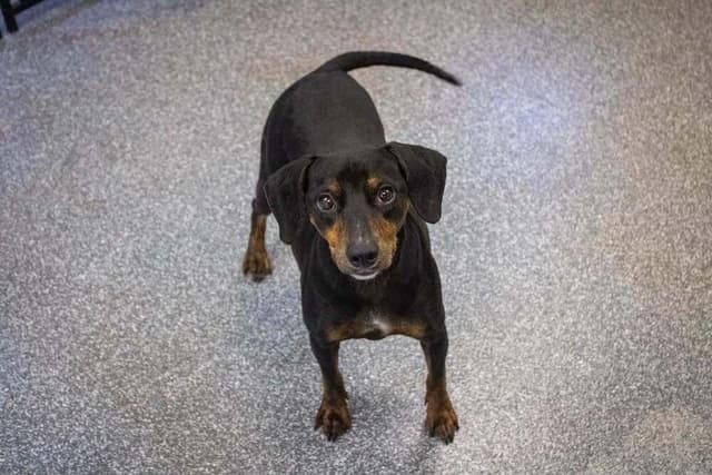 Piper (LOCALLY FOSTERED) media 5