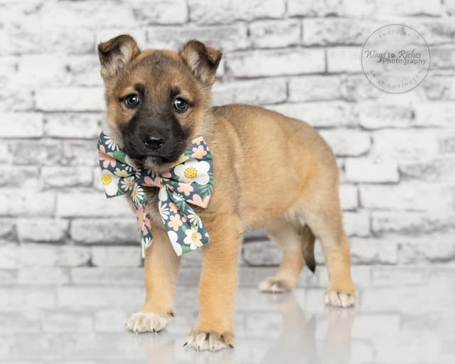 Britta - only 5 pounds media 3