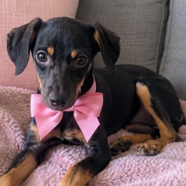Pippa media 2