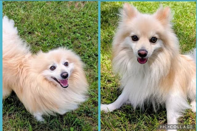 Chief Blaze and Chewy Spark in TX media 3