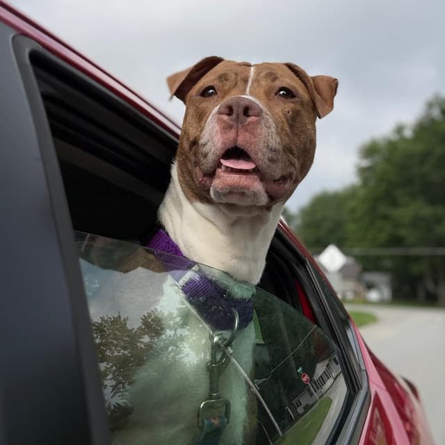 Puppy Dawg media 5