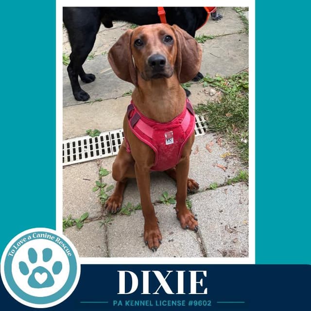 Dixie 041126 media 6