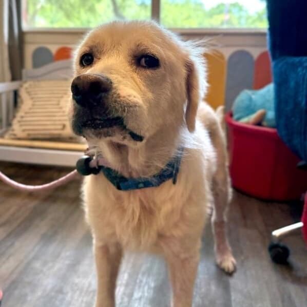 Junior Bear the Tongue Out Sweetheart media 4
