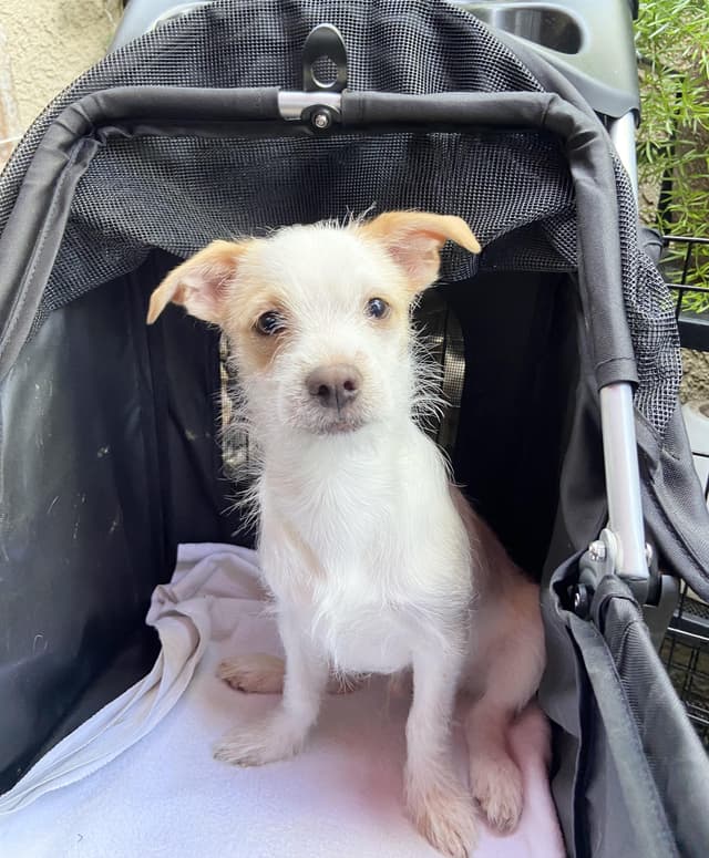 snowball available for adoption media 3