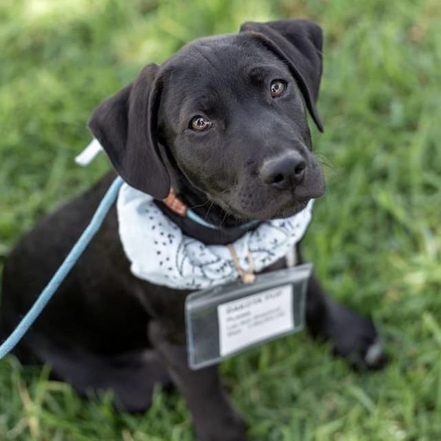 Dakota Pup - Plains - Adopted! media 3