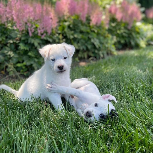 Marisol (M Litter)*adoption Pending* media 4