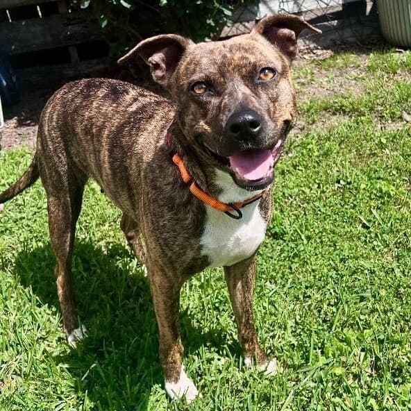 Rainee Bee The Brindle Beauty Sweetheart media 5