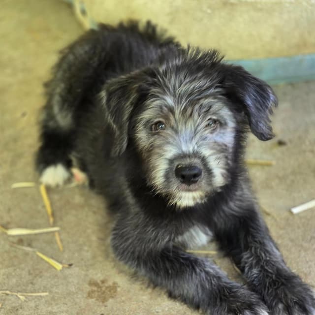 Paulie (P Litter) media 2