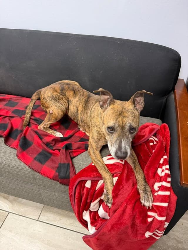 Daisy Mae - Foster or Adopter media 2