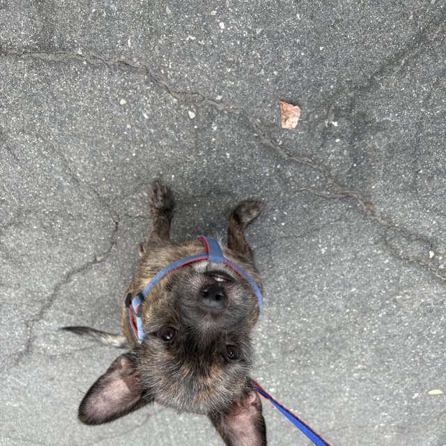 colby- Mutt mix media 4