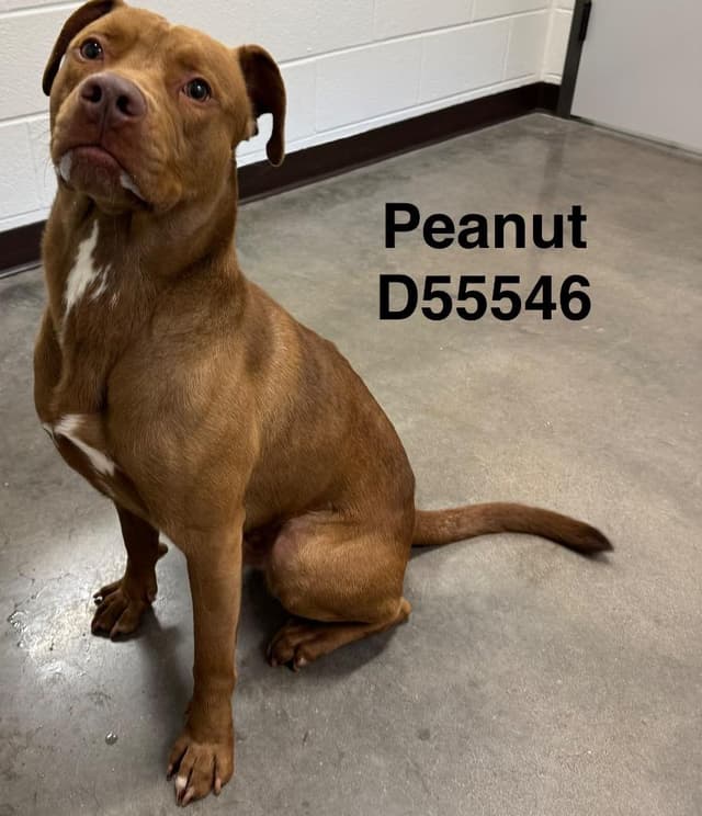 Peanut media 2