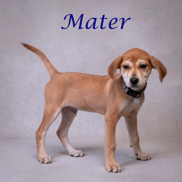 Mater D26-080 media 4