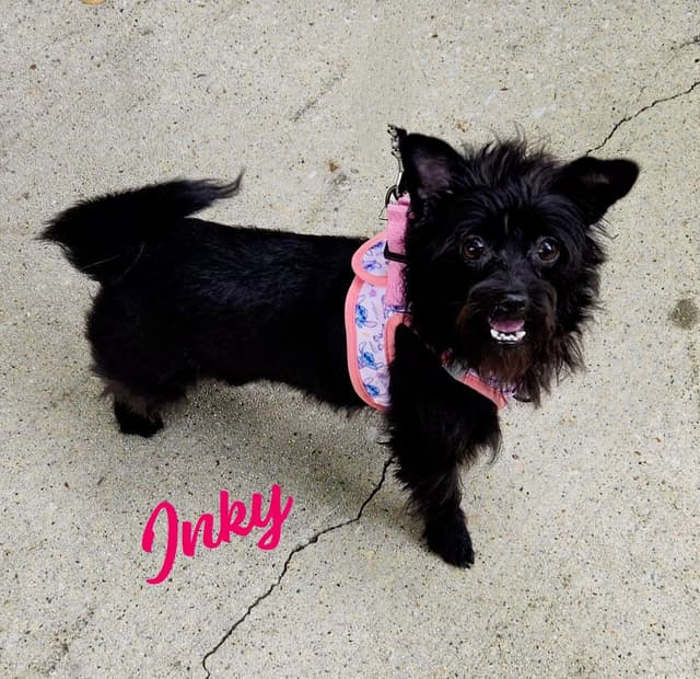 Inky #snaggletoothed-sweetie media 3