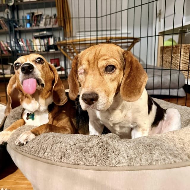 Beagy Weagy media 5