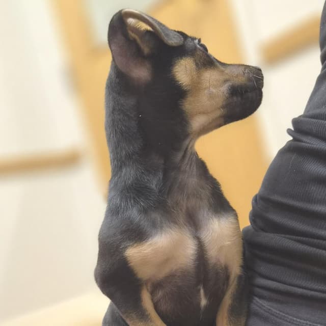 Raven media 3