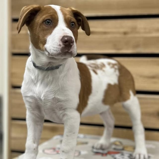 Doocy (100 adoption fee) media 4