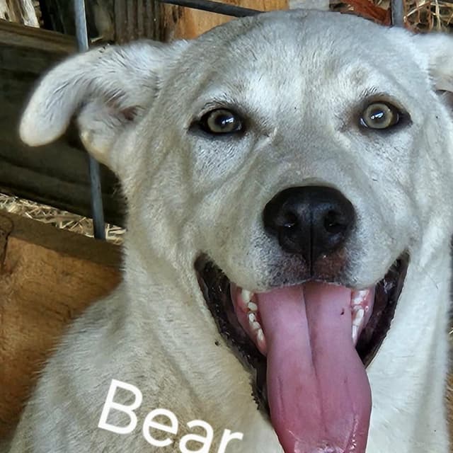 Bear * media 4
