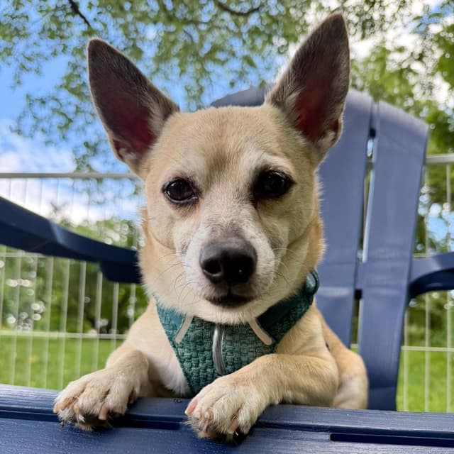 Peanut (Bonded with Cashew Rose) media 2