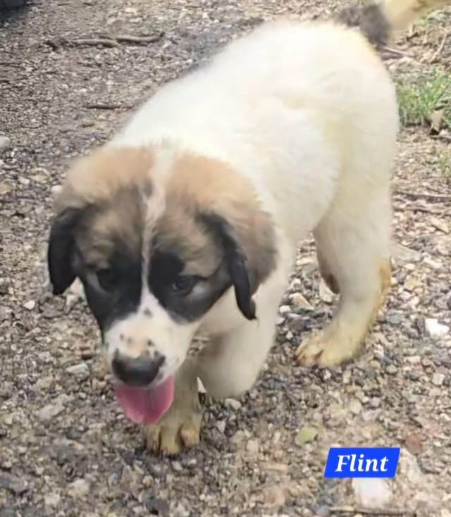Flint media 2