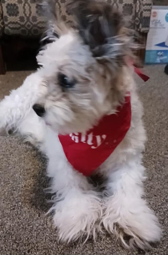 Gizmo media 4