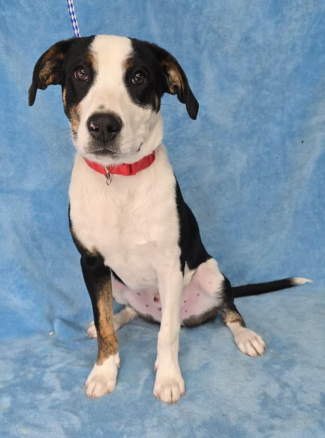 Kyler (foster needed) media 3