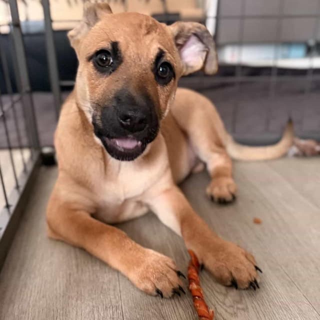 Daisy's Pack Pup: Rose media 6