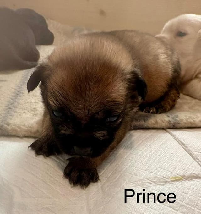 Prince media 5