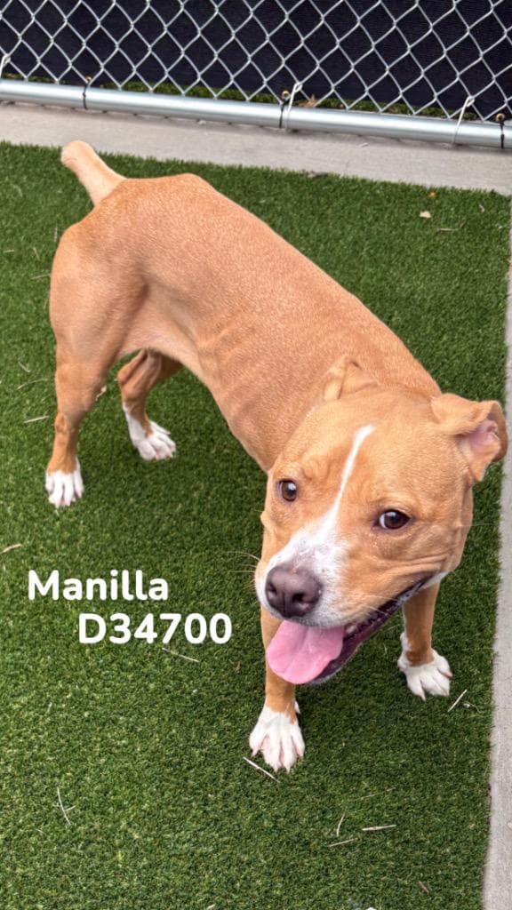 Manilla media 2