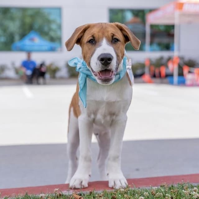 Japan Pup - Noda media 2