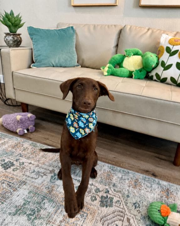 Anderson Beau One Good Pup media 5