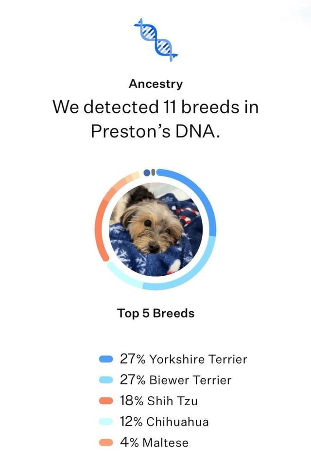 Preston media 4