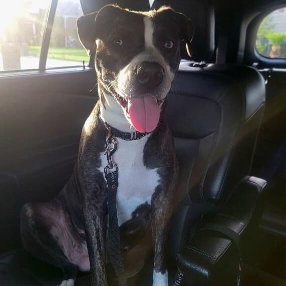 Lane Boots the Snuggly Couch Dog media 2