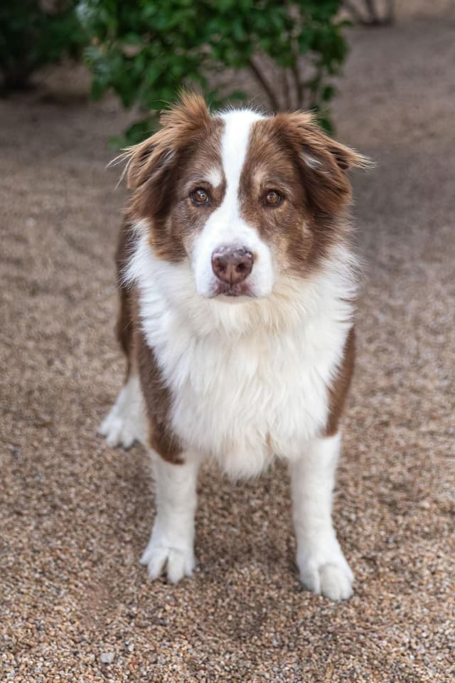 BANDITT **Pending Adoption** media 2