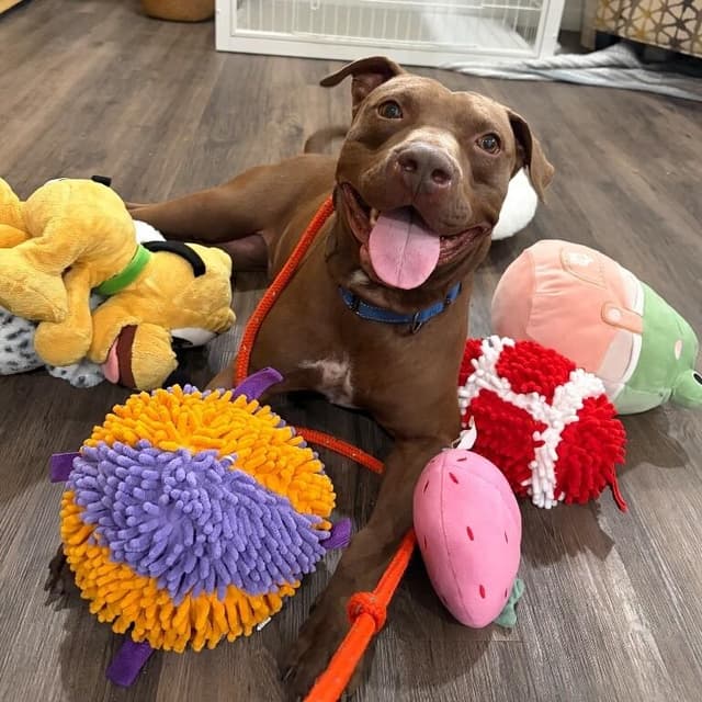 Ernie Sploots for You media 4