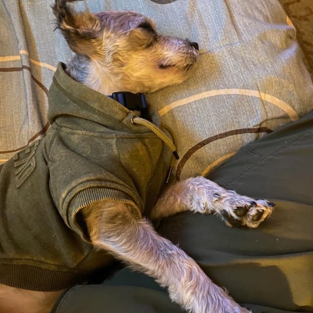 Yeti (available in Foster) media 2