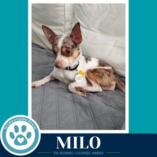 Milo (speckled chis) 060626 media 2