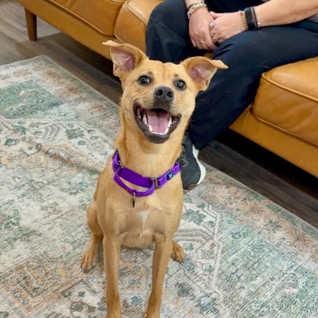 Ginger Peaches the Little Best Friend media 3