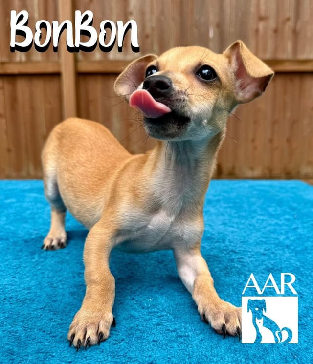 BonBon media 4