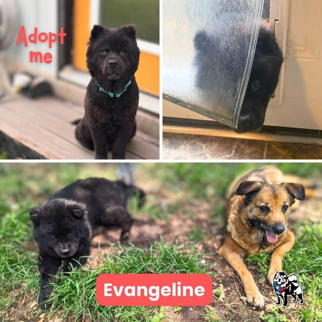 Evangeline media 5