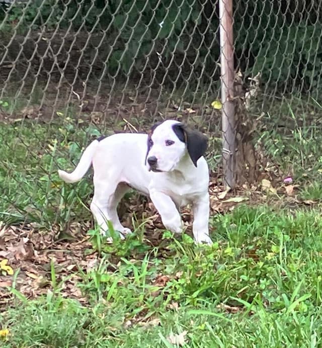 Sassy - adoption pending media 2