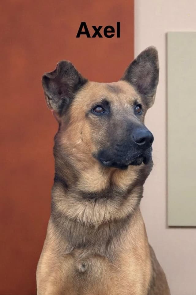 Axel media 6