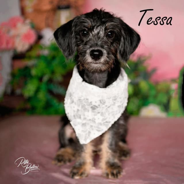 Tessa media 4